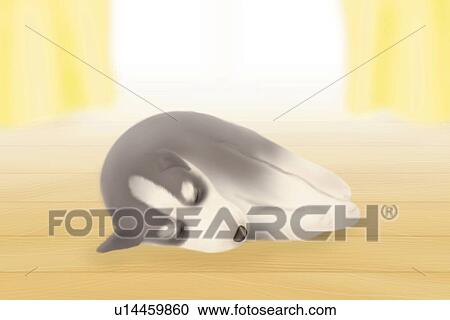 Clipart - Siberian Husky puppy sleeping beside window, front view. Fotosearch
