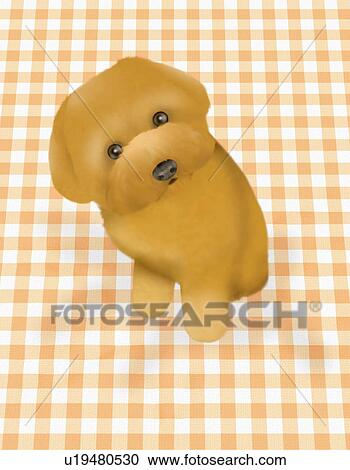 Clipart - Toy Poodle sitting on gingham check surface, high angle view. Fotosearch