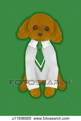 Toy Poodle wearing a shirt and tie, front view, green background View Large Illustration Clipart - Toy Poodle wearing a shirt and tie, front view, green background. Fotosearch