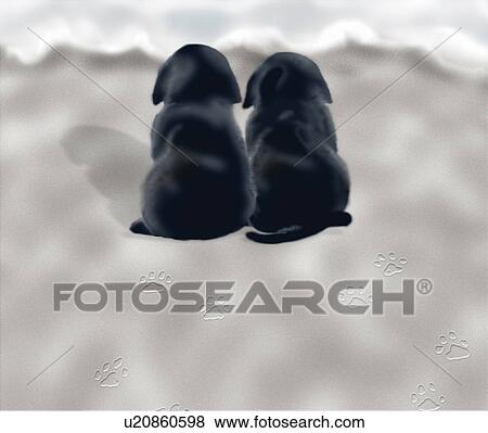 Stock Illustration - Two black Labrador Retriever puppies sitting on beach, rear view. Fotosearch