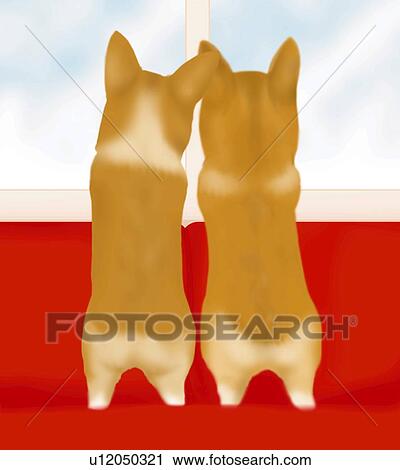 Two dogs leaning on couch and looking outside from window, Welsh Corgi, rear view View Large Illustration Clip Art - Two dogs leaning on couch and looking outside from window, Welsh Corgi, rear view. Fotosearch