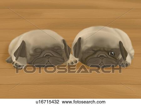 Two Pug puppies lying on wooden floor, one sleeping, front view View Large Illustration Drawing - Two Pug puppies lying on wooden floor, one sleeping, front view. Fotosearch