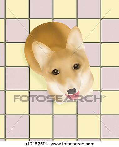 Stock Illustration - Welsh Corgi looking up and sitting on cream color and purple checkered floor, high angle view. Fotosearch