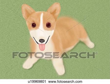 Clip Art - Welsh Corgi lying, high angle view, green background, differential focus. Fotosearch