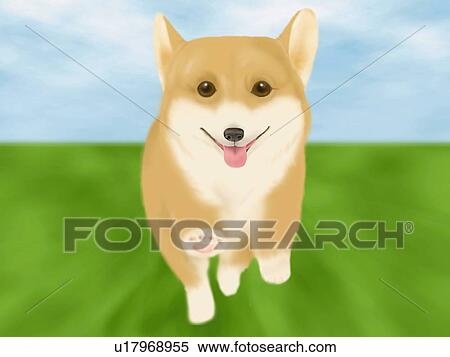 Stock Illustration - Welsh Corgi running in the green field, front view, differential focus. Fotosearch