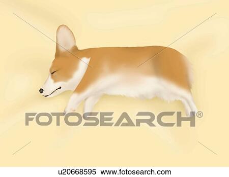 Welsh Corgi sleeping on a fabric, side view, orange background View Large Illustration Stock Illustration - Welsh Corgi sleeping on a fabric, side view, orange background. Fotosearch
