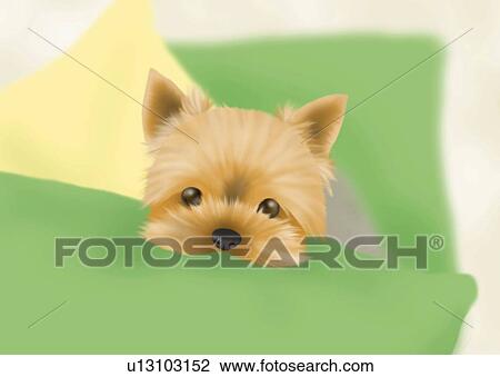 Yorkshire Terrier leaning on a cushion, front view, differential focus View Large Illustration Drawing - Yorkshire Terrier leaning on a cushion, front view, differential focus. Fotosearch