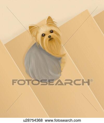 Stock Illustration - Yorkshire Terrier lying on stairs, high angle view. Fotosearch