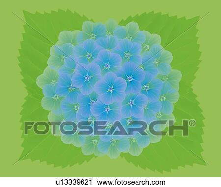 Clip Art - Closed Up Image of a Light Blue-colored Hydrangea, Illustration, Illustrative Technique. Fotosearch