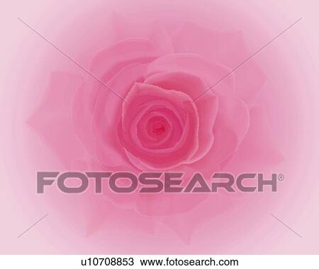 Drawing - Closed Up Image of a Single Pink-colored Rose, High Angle View, Soft Focus, Illustration, Illustrative Technique. Fotosearch