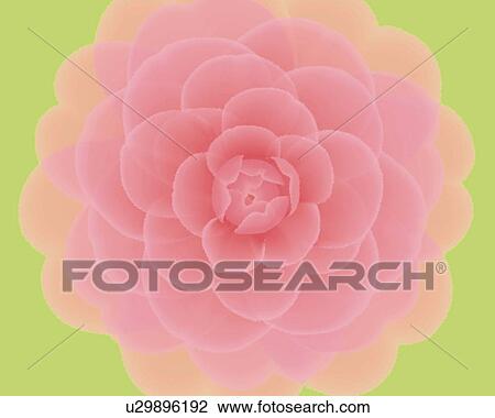 Drawing - Closed Up Image of a Single Pink-colored Camellia on a Green Surface, Illustration, Illustrative Technique. Fotosearch