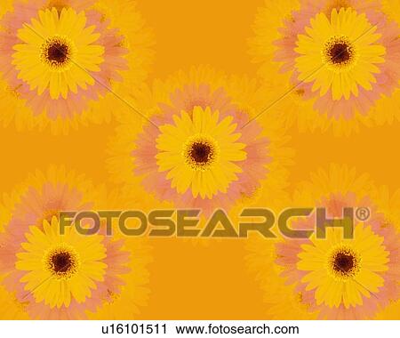 Clip Art - Closed Up Image of Five Yellow-colored Geberas, High Angle View, Illustration, Illustrative Technique. Fotosearch