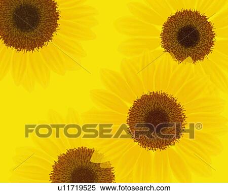 Closed Up Image of Four Sunflowers, High Angle View, Illustration, Illustrative Technique View Large Illustration Stock Illustration - Closed Up Image of Four Sunflowers, High Angle View, Illustration, Illustrative Technique. Fotosearch