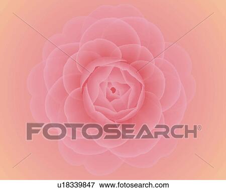 Stock Illustration - Closed Up Image of One Pink-colored Camellia, High Angle View, Illustration, Illustrative Technique. Fotosearch