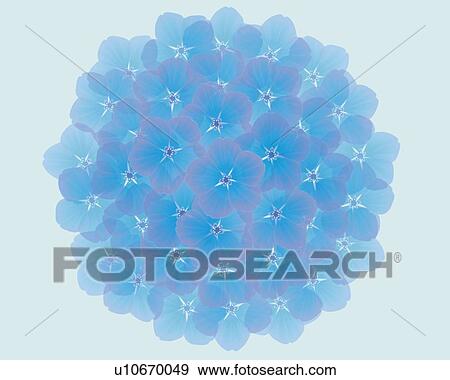 Closed Up Image of One Single Hydrangea, Illustration, Illustrative Technique View Large Illustration Stock Illustration - Closed Up Image of One Single Hydrangea, Illustration, Illustrative Technique. Fotosearch