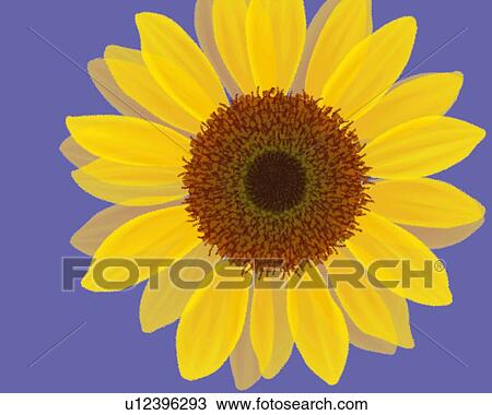 Drawing - Closed Up Image of One Single Sunflower In Front of a Blue-colored Background, Illustration, Illustrative Technique. Fotosearch