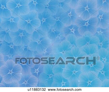 Closed Up Image of Several Blossoms of Hydrangea, Illustration, Illustrative Technique View Large Illustration Drawing - Closed Up Image of Several Blossoms of Hydrangea, Illustration, Illustrative Technique. Fotosearch