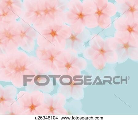 Stock Illustration - Closed Up Image of Several Cherry Blossoms on a Light Blue-colored Surface, High Angle View, Illustration, Illustrative Technique. Fotosearch