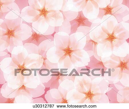 Stock Illustration - Closed Up Image of Several Cherry Blossoms, Illustration, Illustrative Technique. Fotosearch