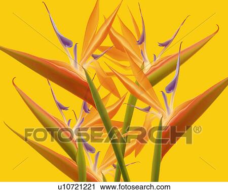 Closed Up Image of Several Yellow-colored Strelitzias, Illustration, Illustrative Technique View Large Illustration Clip Art - Closed Up Image of Several Yellow-colored Strelitzias, Illustration, Illustrative Technique. Fotosearch