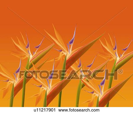 Clip Art - Closed Up Image of Several Orange-colored Strelitzia reginae on an Orange Green Surface, Illustration, Illustrative Technique. Fotosearch