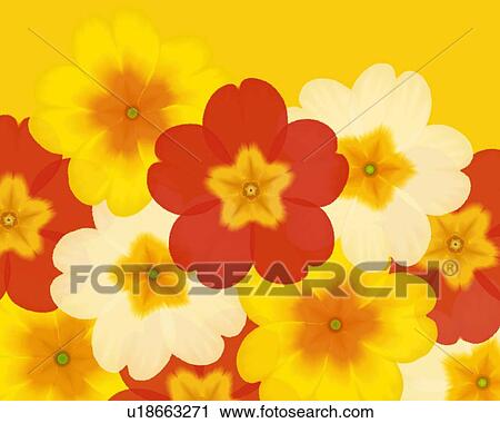 Clip Art - Closed Up Image of Several Different-colored Primulas, Illustration, Illustrative Technique. Fotosearch