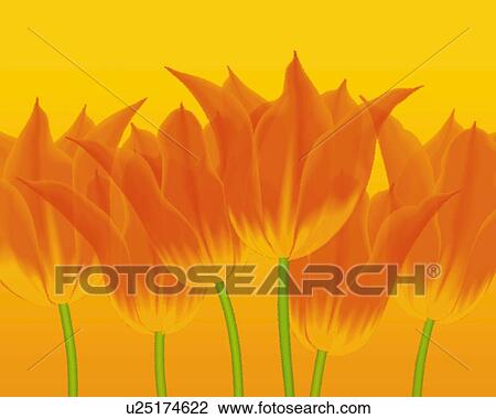 Drawing - Closed Up Image of Several Orange-colored Tulips In Front of an Orange Background, Front View, Illustration, Illustrative Technique. Fotosearch