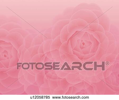 Closed Up Image of Several Light Pink-colored Camellias, Illustration, Illustrative Technique View Large Illustration Stock Illustration - Closed Up Image of Several Light Pink-colored Camellias, Illustration, Illustrative Technique. Fotosearch