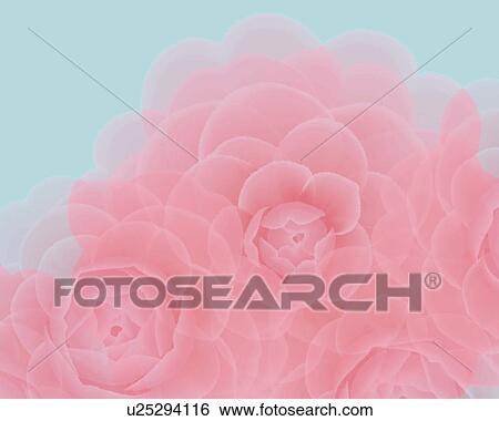 Closed Up Image of Several Light Pink-colored Camellias, Illustration, Illustrative Technique View Large Illustration Stock Illustration - Closed Up Image of Several Light Pink-colored Camellias, Illustration, Illustrative Technique. Fotosearch