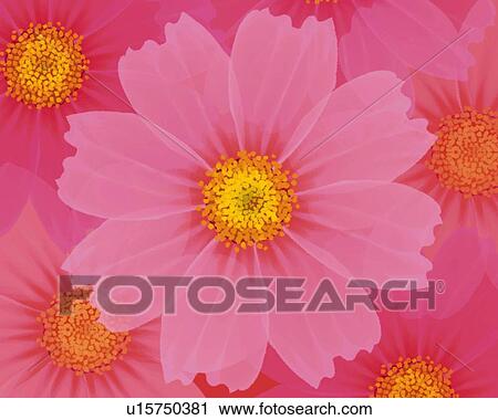 Clip Art - Closed Up Image of Several Pink-colored Cosmos, Illustration, Illustrative Technique. Fotosearch
