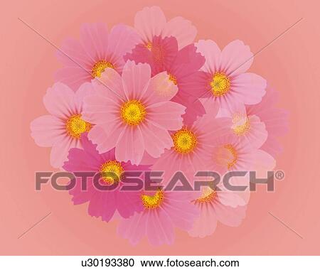 Clipart - Closed Up Image of Several Pink-colored Cosmos Stuck Together, High Angle View, Illustration, Illustrative Technique. Fotosearch