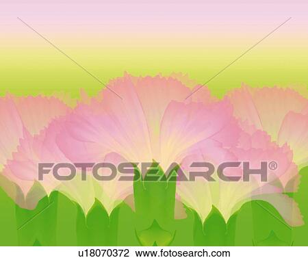 Drawing - Closed Up Image of Several Pink-colored Carnations, Illustration, Illustrative Technique. Fotosearch