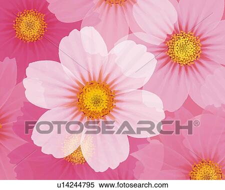 Closed Up Image of Several Pink-colored Cherry Blossoms, Illustration Illustrative Technique View Large Illustration Stock Illustration - Closed Up Image of Several Pink-colored Cherry Blossoms, Illustration Illustrative Technique. Fotosearch