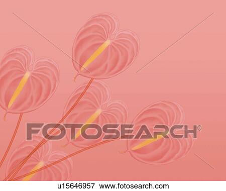 Stock Illustration - Closed Up Image of Several Pink-colored Anthuriums on a Pink Surface, Illustration, Illustrative Technique. Fotosearch