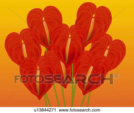 Clip Art - Closed Up Image of Several Red-colored Anthuriums, Illustration, Illustrative Technique. Fotosearch