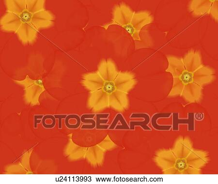 Closed Up Image of Several Red-colored Primulas, Illustration, Illustrative Technique View Large Illustration Drawing - Closed Up Image of Several Red-colored Primulas, Illustration, Illustrative Technique. Fotosearch