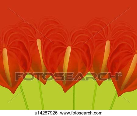 Stock Illustration - Closed Up Image of Several Red-colored Anthuriums In Front of a Green Surface, Front View, Illustration, Illustrative Technique. Fotosearch