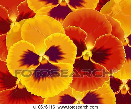 Stock Illustration - Closed Up Image of Several Different-colored Pansys, Illustration, Illustrative Technique. Fotosearch
