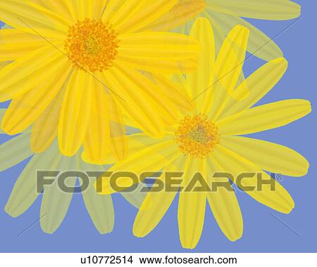 Stock Illustration - Closed Up Image of Several Yellow-colored Marguerites on a Light-blue Surface, High Angle View, Illustration, Illustrative Technique. Fotosearch