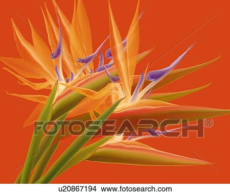 Stock Illustration - Closed Up Image of Several Orange-colored Strelitzia reginae on a Dark Red Surface, Front View, Illustration, Illustrative Technique. Fotosearch