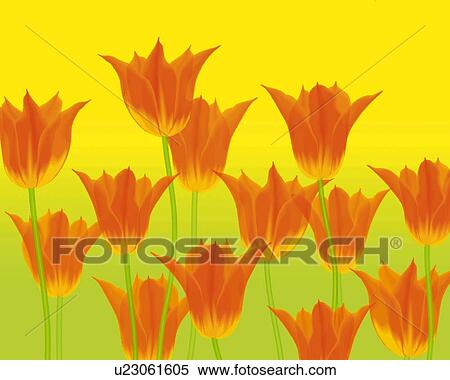 Stock Illustration - Closed Up Image of Several Orange-colored Tulips In Front of a Yellow-Green Background, Front View, Illustration, Illustration Technique. Fotosearch