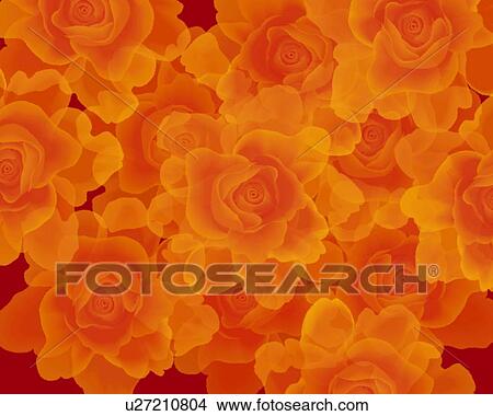 Stock Illustration - Closed Up Image of Several Orange-colored Roses, High Angle View, Illustration, Illustrative Technique. Fotosearch