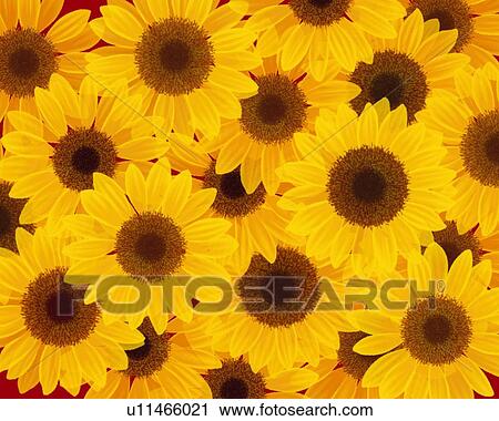 Closed Up Image of Several Sunflowers, High Angle View, Illustration, Illustrative Technique View Large Illustration Clip Art - Closed Up Image of Several Sunflowers, High Angle View, Illustration, Illustrative Technique. Fotosearch