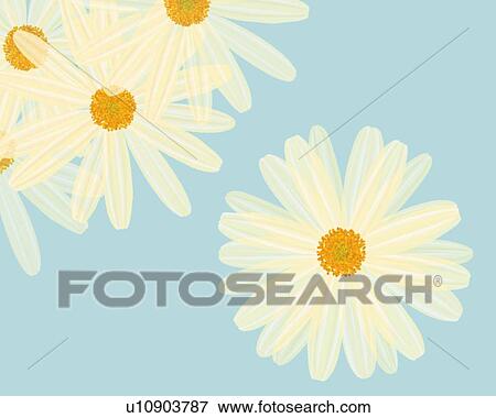 Closed Up Image of Several White Marguerites on a Light Blue Surface, Illustration, Illustrative Technique View Large Illustration Stock Illustration - Closed Up Image of Several White Marguerites on a Light Blue Surface, Illustration, Illustrative Technique. Fotosearch