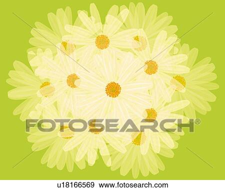 Stock Illustration - Closed Up Image of Several White Marguerites Stuck Together, Illustration, Illustrative Technique. Fotosearch