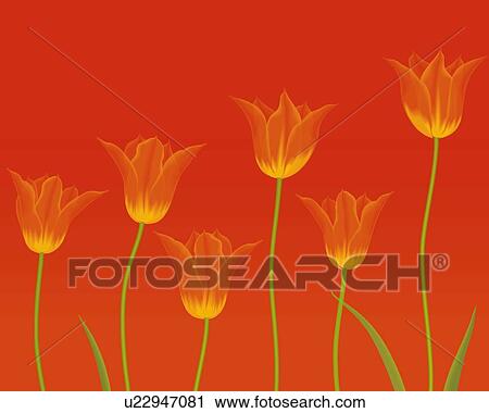 Clip Art - Closed Up Image of Six Orange-colored Tulips, Illustration, Illustrative Technique. Fotosearch
