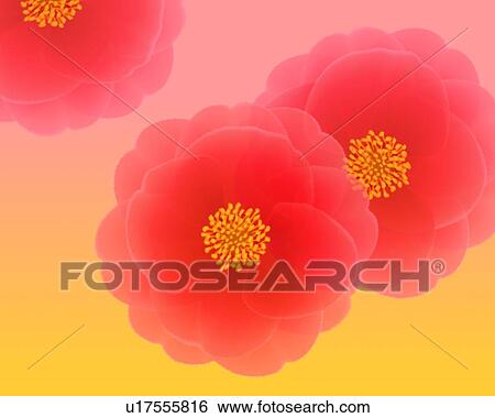 Closed Up Image of Three Red Camellias In Front of a Yellow-Pink Surface, Illustration, Illustrative Technique View Large Illustration Stock Illustration - Closed Up Image of Three Red Camellias In Front of a Yellow-Pink Surface, Illustration, Illustrative Technique. Fotosearch