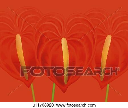 Closed Up Image of Three Red Anthuriums, Front View, Illustration, Illustrative Technique View Large Illustration Clipart - Closed Up Image of Three Red Anthuriums, Front View, Illustration, Illustrative Technique. Fotosearch