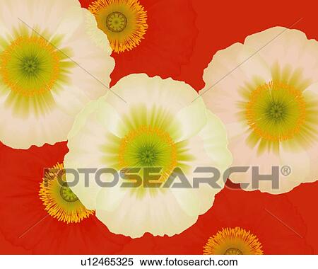 Closed Up Image of Three White-colored Poppys, High Angle View, Illustration, Illustrative Technique View Large Illustration Stock Illustration - Closed Up Image of Three White-colored Poppys, High Angle View, Illustration, Illustrative Technique. Fotosearch