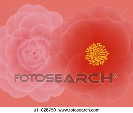 Clipart - Closed Up Image of Two Different-colored Camellias, Illustration, Illustrative Technique. Fotosearch